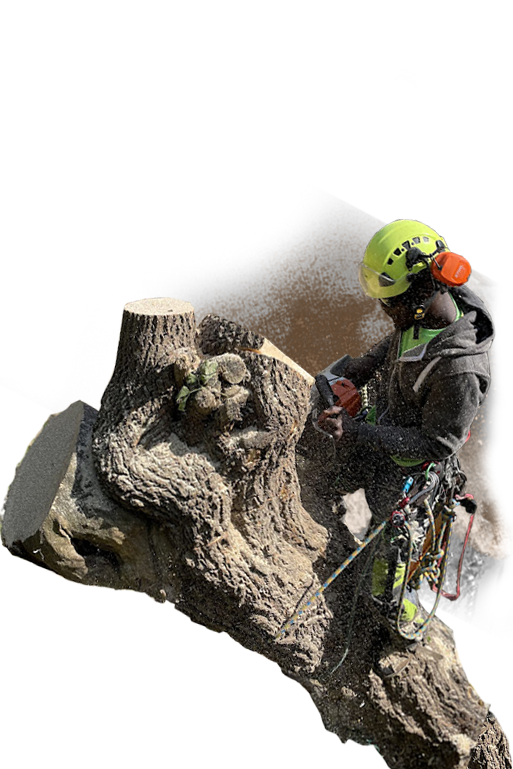 Arborist for Tree removal company working
